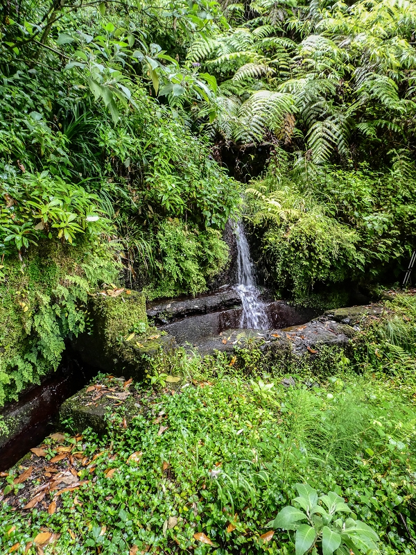 13.07.2018 Abschlusswanderung auf dem unglaublich grünen Unterlauf der Levada das Faias — Bis oberhalb des ersten Niveauüberganges — Foto 8
