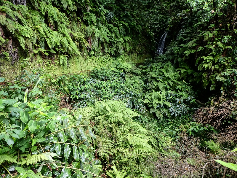 13.07.2018 Abschlusswanderung auf dem unglaublich grünen Unterlauf der Levada das Faias — Der zweite Niveauübergang — Foto 7