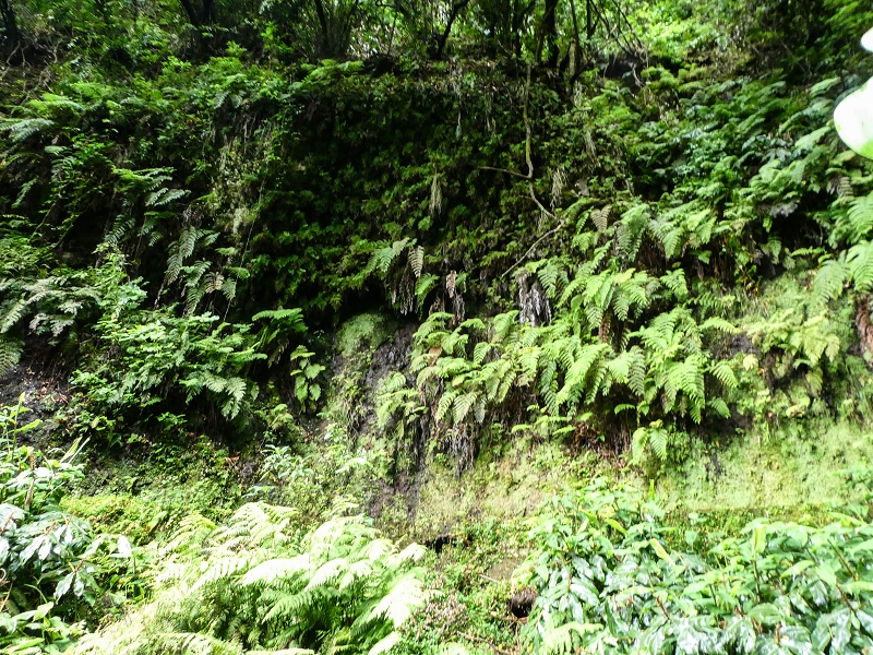 13.07.2018 Abschlusswanderung auf dem unglaublich grünen Unterlauf der Levada das Faias — Der zweite Niveauübergang — Foto 9