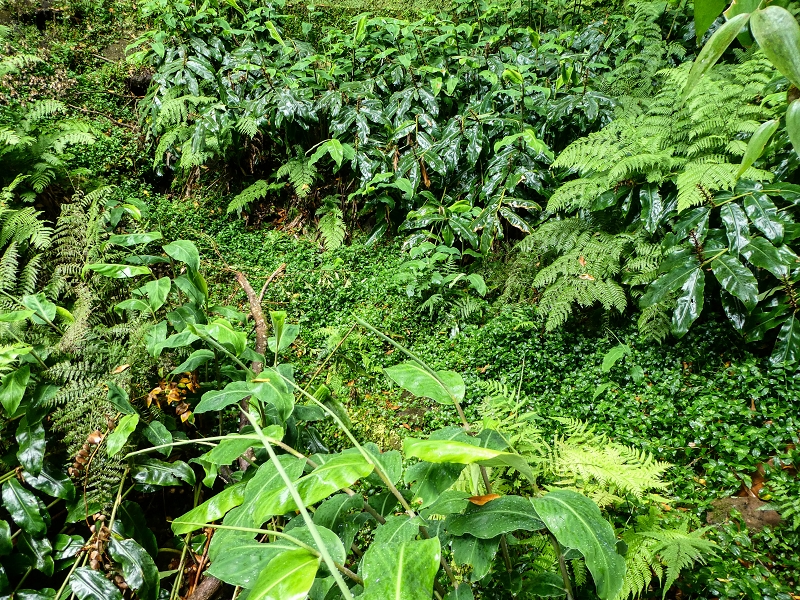 13.07.2018 Abschlusswanderung auf dem unglaublich grünen Unterlauf der Levada das Faias — Der zweite Niveauübergang — Foto 10