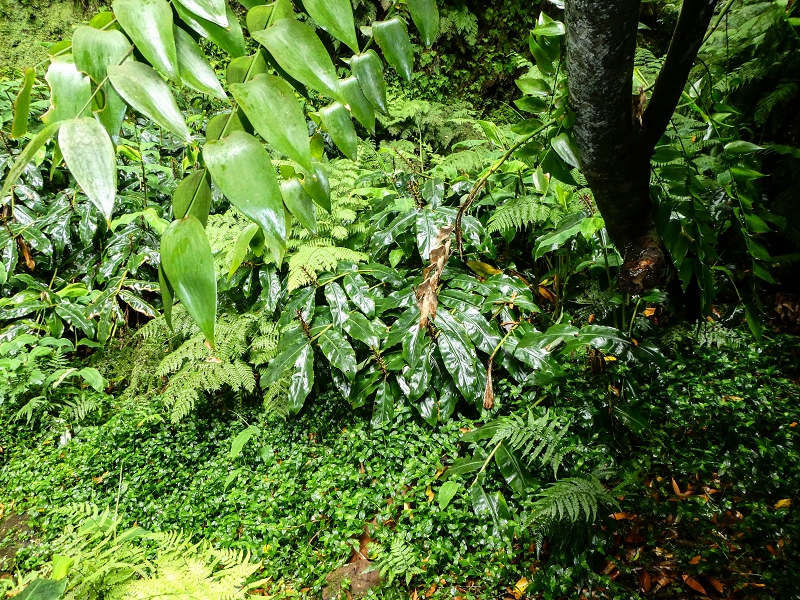 13.07.2018 Abschlusswanderung auf dem unglaublich grünen Unterlauf der Levada das Faias — Der zweite Niveauübergang — Foto 11
