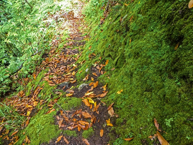 13.07.2018 Abschlusswanderung auf dem unglaublich grünen Unterlauf der Levada das Faias — Der zweite Niveauübergang — Foto 13