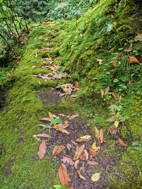 13.07.2018 Abschlusswanderung auf dem unglaublich grünen Unterlauf der Levada das Faias — Der zweite Niveauübergang — Foto 14