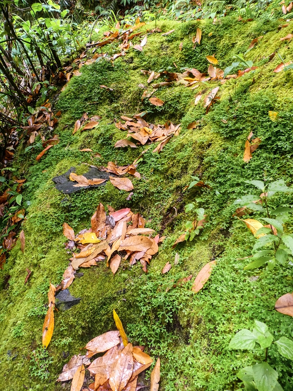 13.07.2018 Abschlusswanderung auf dem unglaublich grünen Unterlauf der Levada das Faias — Der zweite Niveauübergang — Foto 15