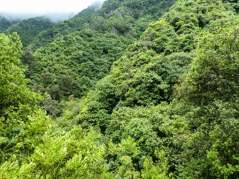 13.07.2018 Abschlusswanderung auf dem unglaublich grünen Unterlauf der Levada das Faias — Zurück zum Ausgangspunkt — Foto 1