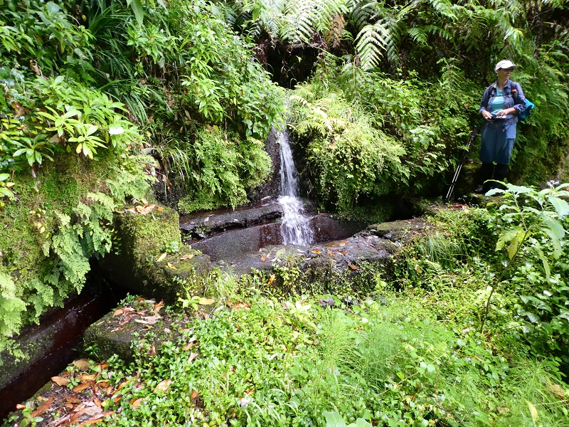 13.07.2018 Abschlusswanderung auf dem unglaublich grünen Unterlauf der Levada das Faias — Bis oberhalb des ersten Niveauüberganges — Foto 9