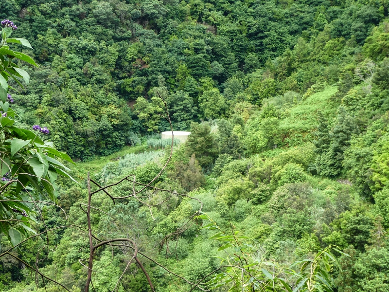 13.07.2018 Abschlusswanderung auf dem unglaublich grünen Unterlauf der Levada das Faias — Zurück zum Ausgangspunkt — Foto 3