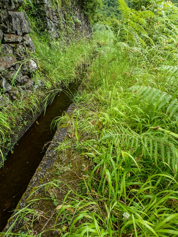 13.07.2018 Abschlusswanderung auf dem unglaublich grünen Unterlauf der Levada das Faias — Zurück zum Ausgangspunkt — Foto 7