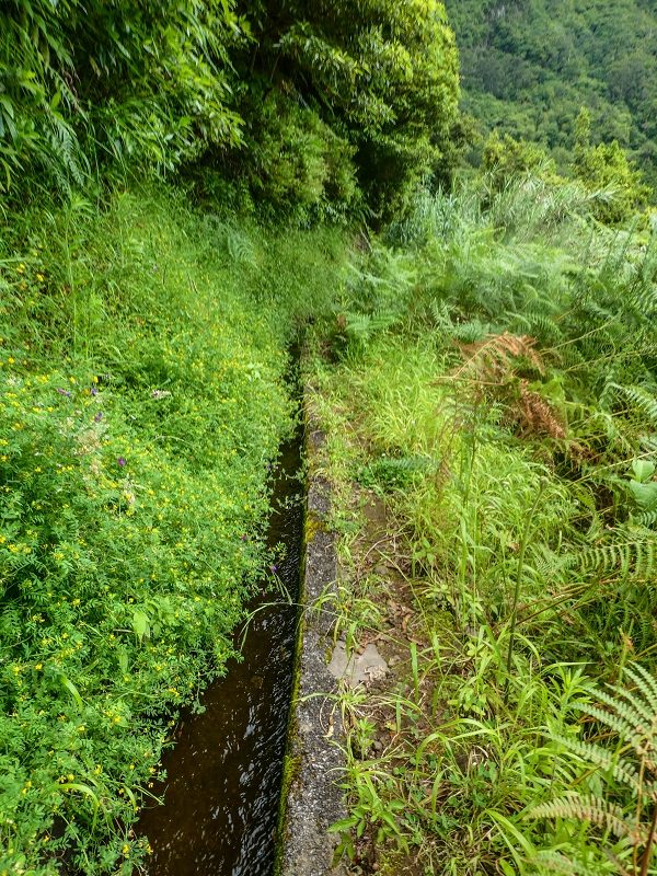 13.07.2018 Abschlusswanderung auf dem unglaublich grünen Unterlauf der Levada das Faias — Zurück zum Ausgangspunkt — Foto 8