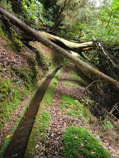 Levada do Cortado — Weiter bis zur Kreuzung mit der ER-213 — Foto 5