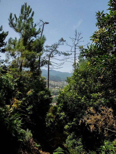 13 August 2017 Levada discoveries around Santana and a detour to Ponta do Clerigo — To Cortado and down to the main branch of the Levada do Cortado — photo 7