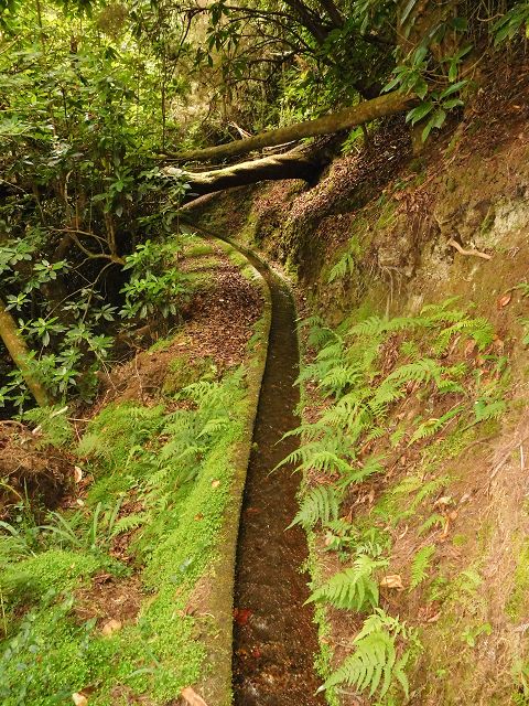13 August 2017 Levada discoveries around Santana and a detour to Ponta do Clerigo — From Cortado to the Madre of the Levada do Cortado and back to the crossing with the ER-213 — photo 11