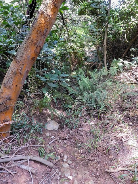 Levada do Cortado — Der Hauptast — Foto 6