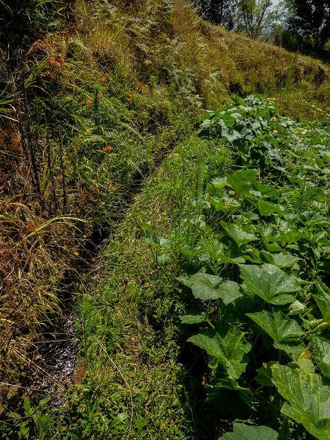 Levada do Rochao — Strassenquerung und im Wald und oberhalb der Felder bis zum Ende — Foto 13