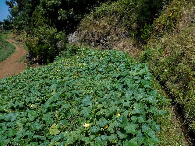 13 August 2017 Levada discoveries around Santana and a detour to Ponta do Clerigo — On the Levada do Rochao from the present end to the Madre — photo 3
