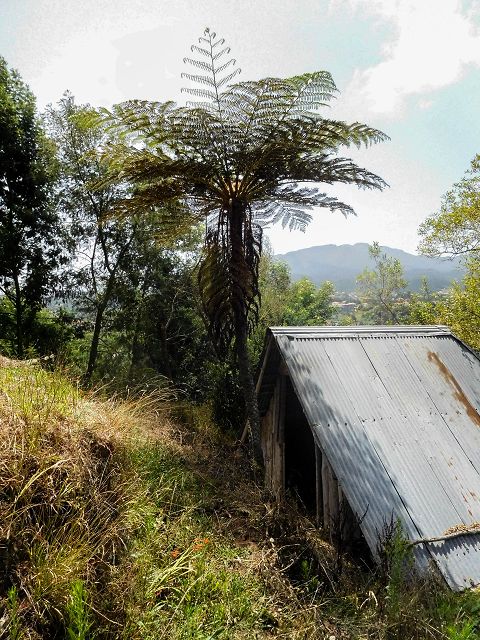 Levada do Rochao — Strassenquerung und im Wald und oberhalb der Felder bis zum Ende — Foto 12