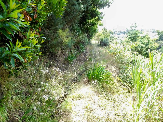 13 August 2017 Levada discoveries around Santana and a detour to Ponta do Clerigo — On the Levada do Rochao from the present end to the Madre — photo 7