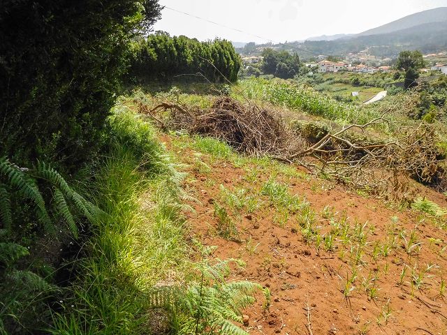 Levada do Rochao — Strassenquerung und im Wald und oberhalb der Felder bis zum Ende — Foto 10