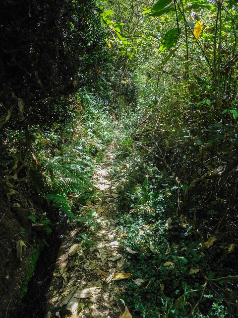 Levada do Rochao — Strassenquerung und im Wald und oberhalb der Felder bis zum Ende — Foto 8