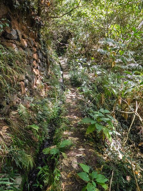 13 August 2017 Levada discoveries around Santana and a detour to Ponta do Clerigo — On the Levada do Rochao from the present end to the Madre — photo 12