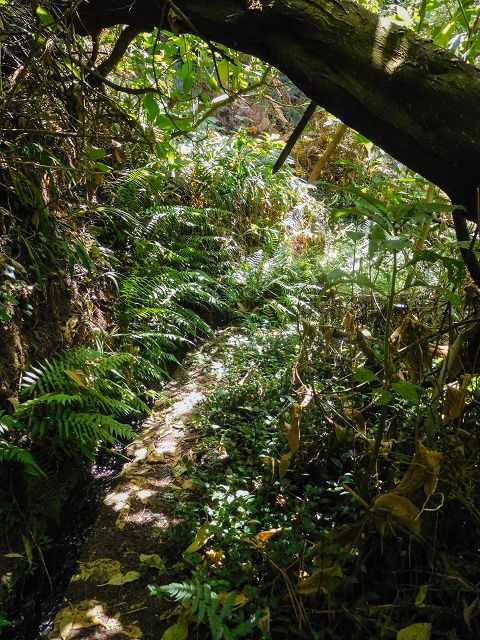 Levada do Rochao — Strassenquerung und im Wald und oberhalb der Felder bis zum Ende — Foto 7