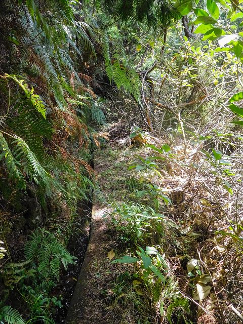 13 August 2017 Levada discoveries around Santana and a detour to Ponta do Clerigo — On the Levada do Rochao from the present end to the Madre — photo 14