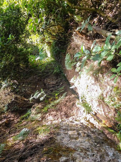 13 August 2017 Levada discoveries around Santana and a detour to Ponta do Clerigo — On the Levada do Rochao from the present end to the Madre — photo 15