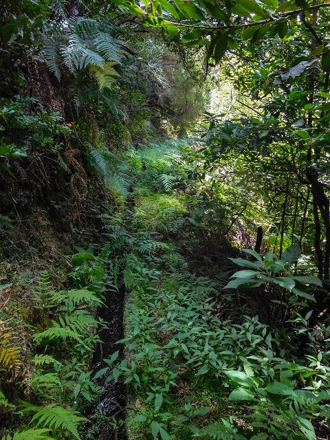 13 August 2017 Levada discoveries around Santana and a detour to Ponta do Clerigo — On the Levada do Rochao from the present end to the Madre — photo 16