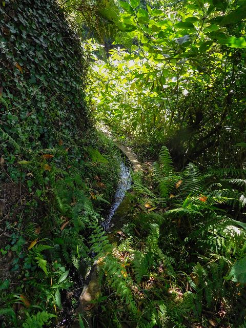 13 August 2017 Levada discoveries around Santana and a detour to Ponta do Clerigo — On the Levada do Rochao from the present end to the Madre — photo 17