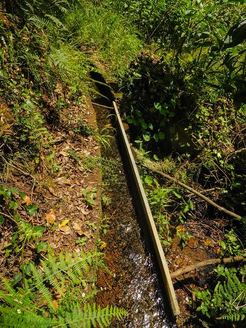 Levada do Rochao — Strassenquerung und im Wald und oberhalb der Felder bis zum Ende — Foto 6