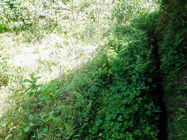 13 August 2017 Levada discoveries around Santana and a detour to Ponta do Clerigo — On the Levada do Rochao from the present end to the Madre — photo 19