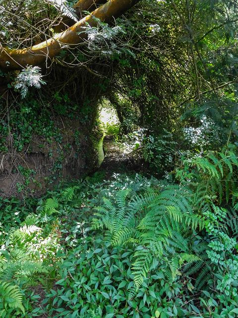 13 August 2017 Levada discoveries around Santana and a detour to Ponta do Clerigo — On the Levada do Rochao from the present end to the Madre — photo 20