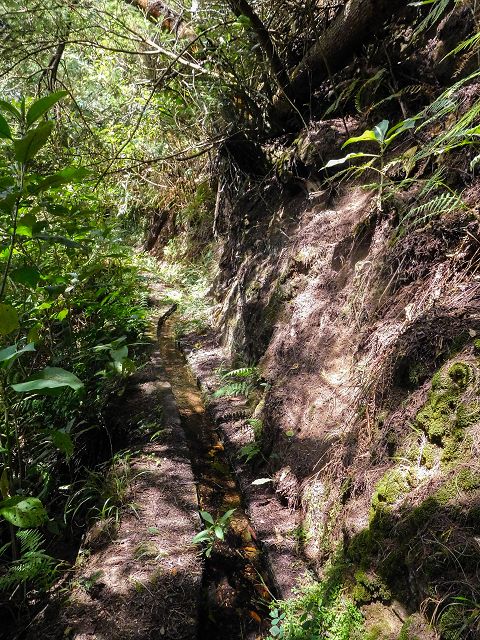 Levada do Rochao — Strassenquerung und im Wald und oberhalb der Felder bis zum Ende — Foto 5