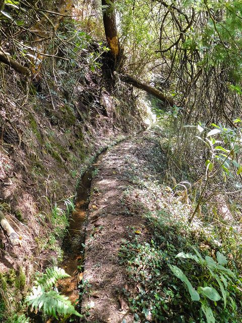 Levada do Rochao — Strassenquerung und im Wald und oberhalb der Felder bis zum Ende — Foto 4