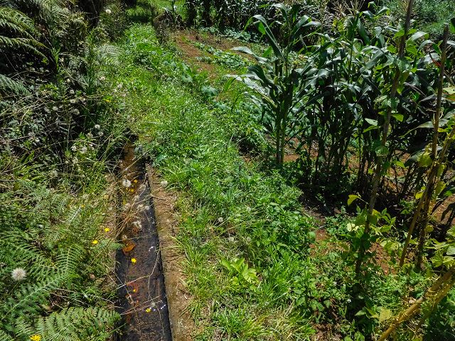 Levada do Rochao — Strassenquerung und im Wald und oberhalb der Felder bis zum Ende — Foto 3