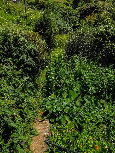 Levada do Rochao — Madre und die ersten 100 Meter bis zur Strasse nach Lamaceiros und Cortado — Foto 5