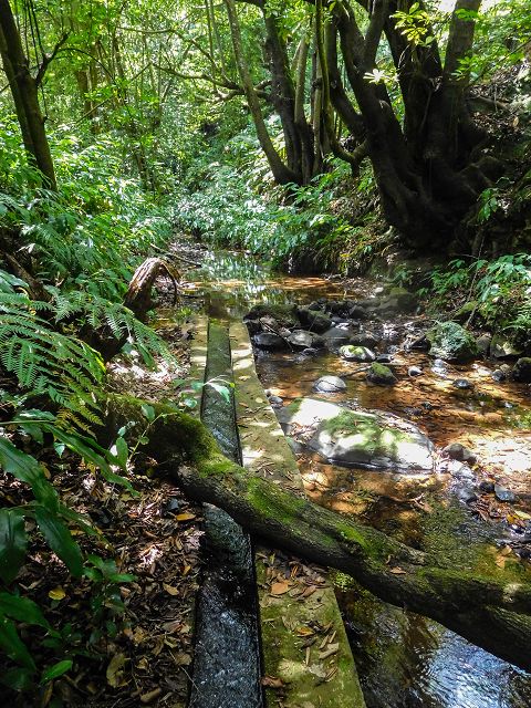 Levada do Rochao — Madre und die ersten 100 Meter bis zur Strasse nach Lamaceiros und Cortado — Foto 4