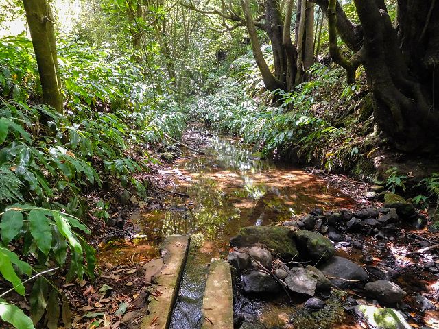 Levada do Rochao — Madre und die ersten 100 Meter bis zur Strasse nach Lamaceiros und Cortado — Foto 3