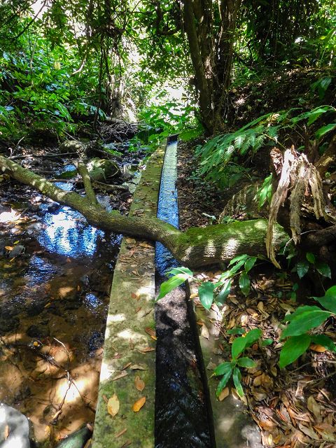 Levada do Rochao — Madre und die ersten 100 Meter bis zur Strasse nach Lamaceiros und Cortado — Foto 2