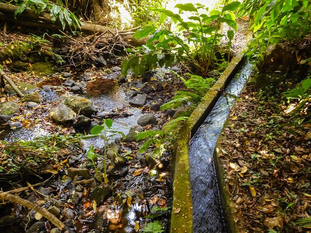 Levada do Rochao — Madre und die ersten 100 Meter bis zur Strasse nach Lamaceiros und Cortado — Foto 1