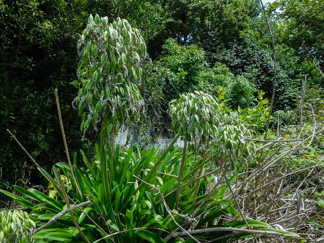 13 August 2017 Levada discoveries around Santana and a detour to Ponta do Clerigo — Short detour onto the Levada de Santo Antonio — photo 2