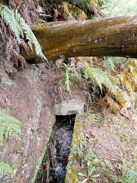 Levada do Cortado — Verrohrter Abschnitt und Umgehung — Foto 5