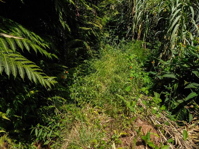13 August 2017 Levada discoveries around Santana and a detour to Ponta do Clerigo — Descent from the Estrada de Santo Antonio to the Levada de Santo Antonio inf. 1, to the Madre and to the end — photo 3