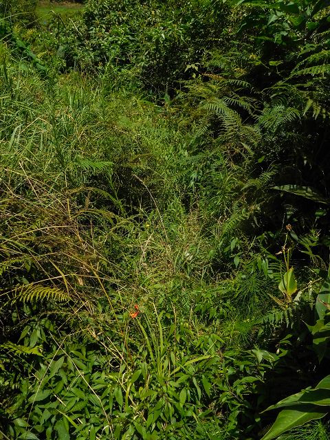 13 August 2017 Levada discoveries around Santana and a detour to Ponta do Clerigo — Descent from the Estrada de Santo Antonio to the Levada de Santo Antonio inf. 1, to the Madre and to the end — photo 4