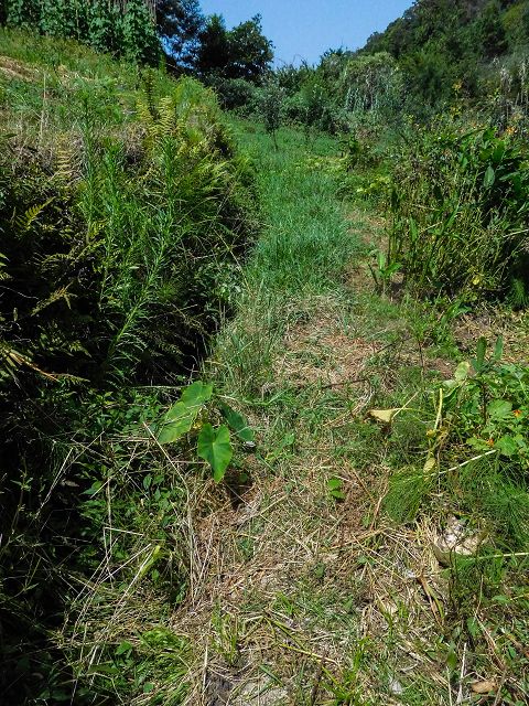 13 August 2017 Levada discoveries around Santana and a detour to Ponta do Clerigo — Descent from the Estrada de Santo Antonio to the Levada de Santo Antonio inf. 1, to the Madre and to the end — photo 5