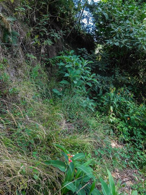 13 August 2017 Levada discoveries around Santana and a detour to Ponta do Clerigo — Descent from the Estrada de Santo Antonio to the Levada de Santo Antonio inf. 1, to the Madre and to the end — photo 6