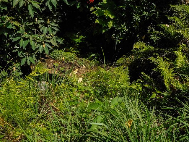 Levada do Cantinho — Der östliche Ast im Tal der Ribeira de Santo Antonio — Foto 1
