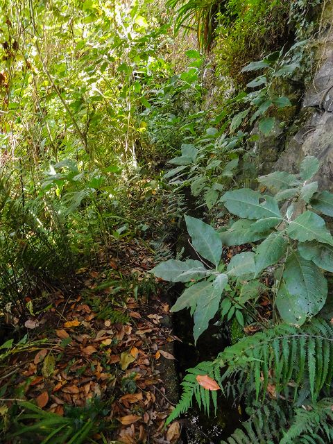 Levada do Cantinho — Der östliche Ast im Tal der Ribeira de Santo Antonio — Foto 2