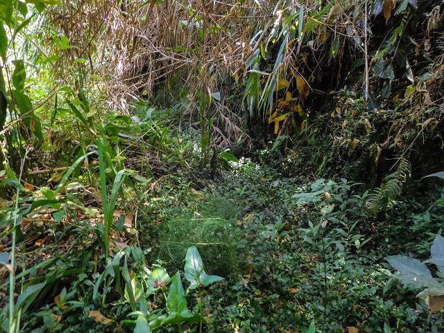 Levada do Cantinho — Der östliche Ast im Tal der Ribeira de Santo Antonio — Foto 3