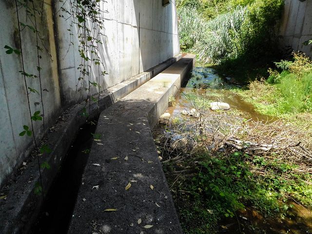 Levada do Cantinho — Der westliche Ast in Tal der Ribeira dos Pregos — Foto 2